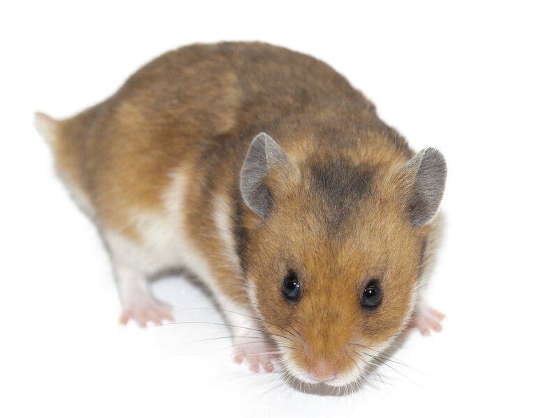 Zippi